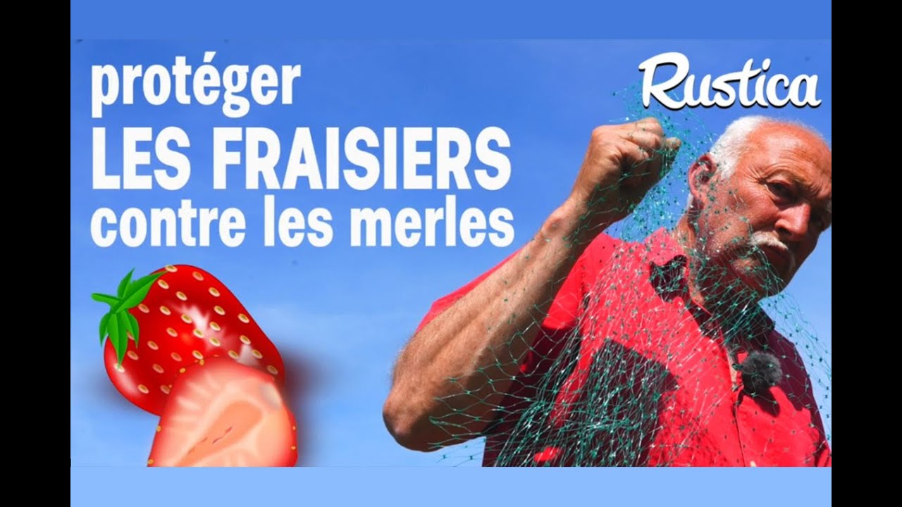 Protéger les fraisiers des oiseaux avec des filets - YouTube