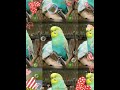 Bunte Wellensittiche