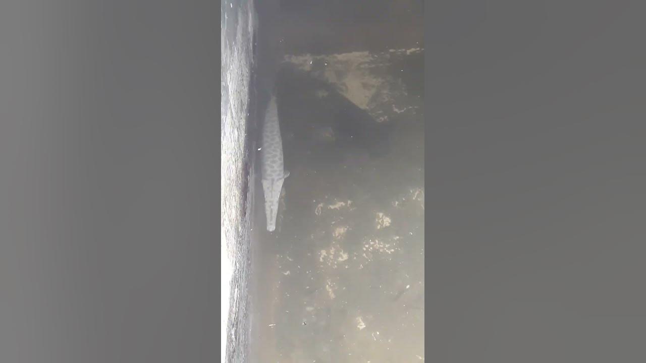 😈you know this fish name ? - YouTube