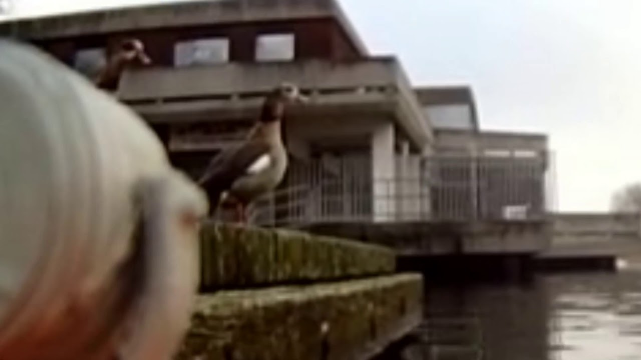 Egyptian geese at Southmere Lake