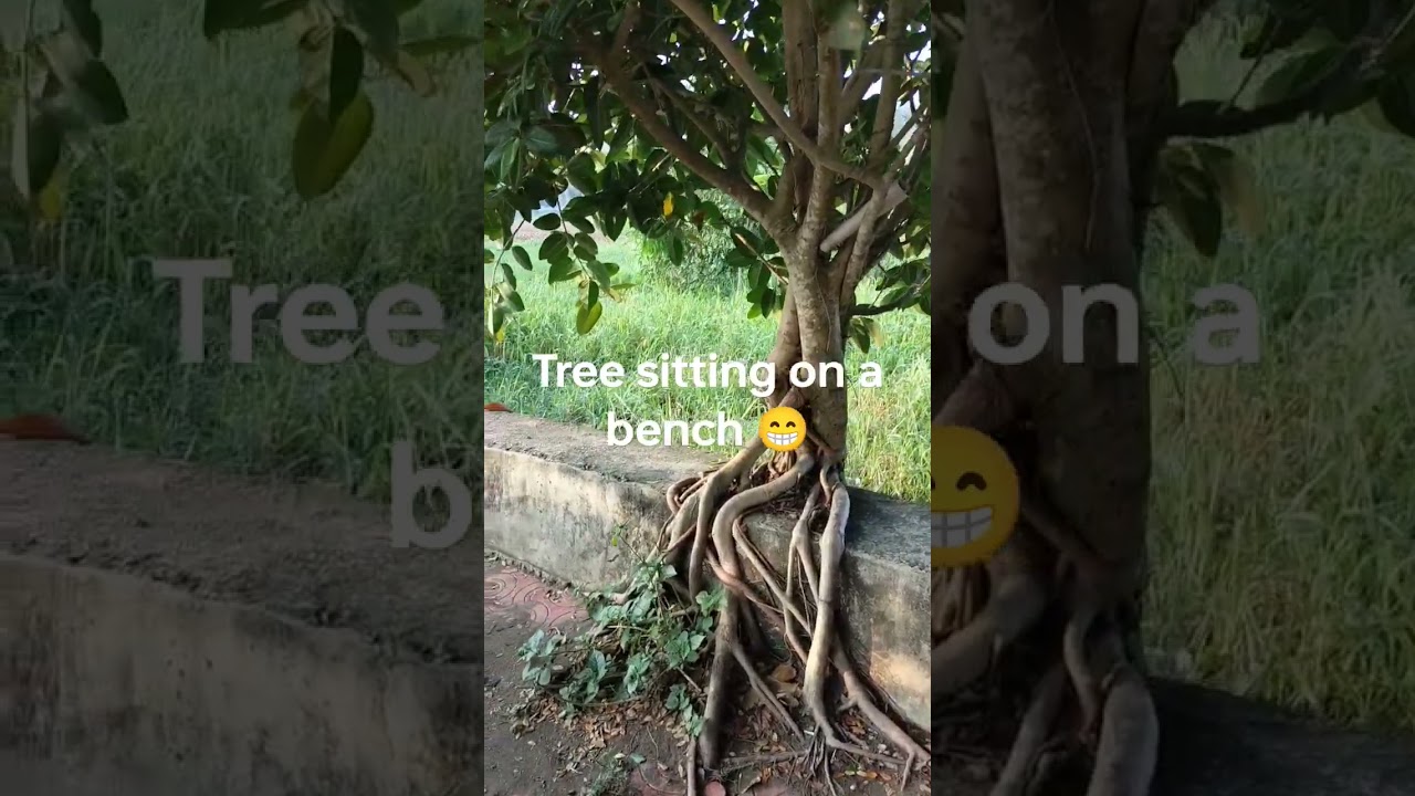 Tree sitting on a bench