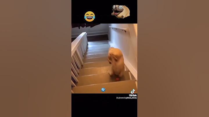 PUG SE CAE DE LAS ESCALERAS