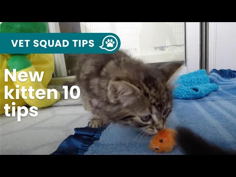 Video: Waar te beginnen met kitten?