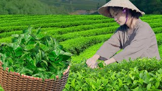 Harvesting Tea, Recipes For A Simple & Cozy Tranditional Food Sell In Market| Lam Anh New Life