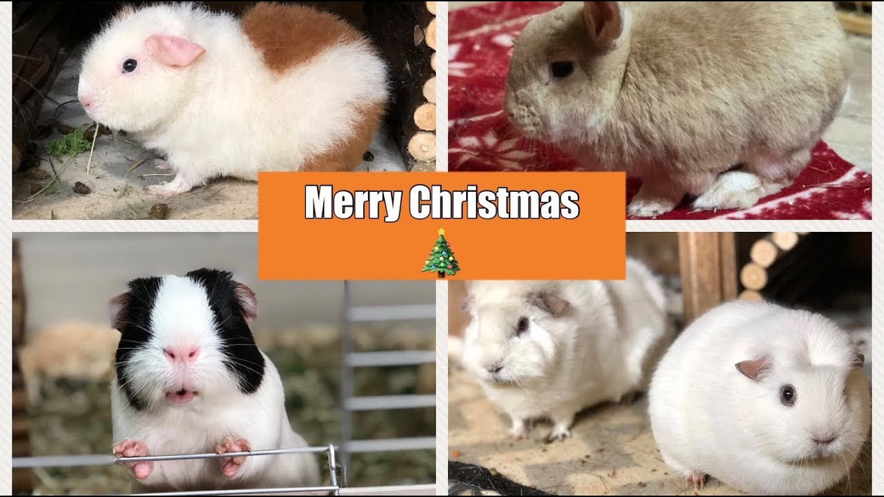 Christmas eve evening pet jobs petfam youtube