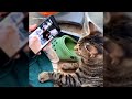 REAL CAT Reacts LEVAN POLKKA Cat Vibing Meme Shorts