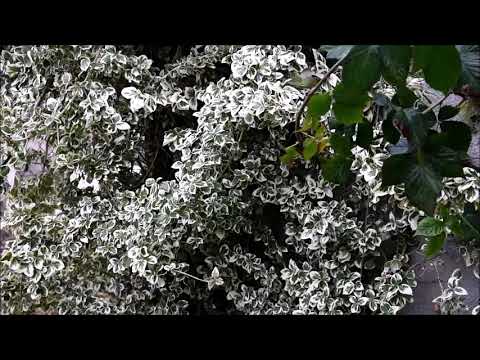 Wideo: Euonymus - Euonymus Liście, Kwiaty I Owoce Trzmieliny. Euonymus Japoński, Forchuna, Warty, Kryty, Skrzydlaty, Karłowaty