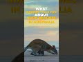 What nobody tells you about nude beaches in Australia #shorts
