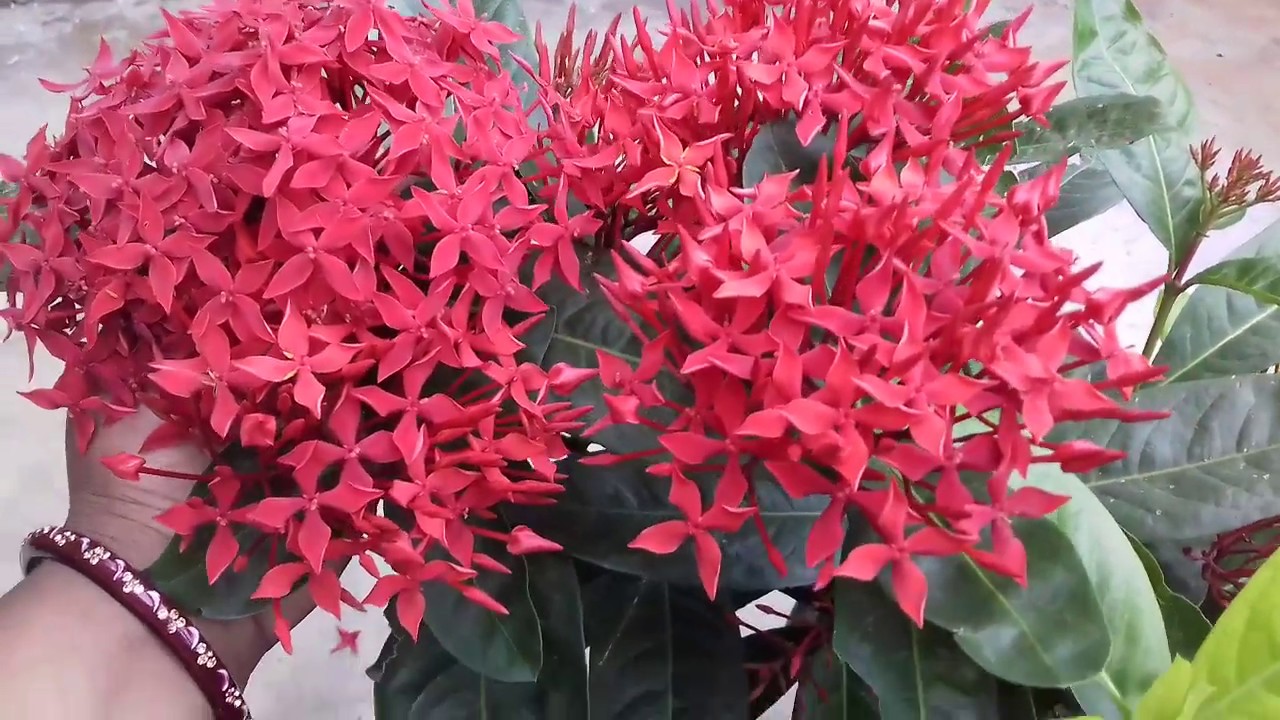 292.How to grow and care Ixora plant in rainy season and Ixora plant ki