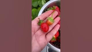 media tanam sekam untuk tanam strawberry agar berbuah lebat #berkebum #tanam #garden #gardening