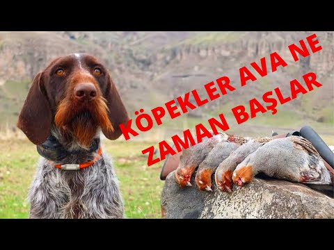 AV KÖPEĞİ EĞİTİMİ | KÖPEKLER AVLANMAYA NE ZAMAN BAŞLAR ? KOMUT  ÖĞRENME SÜRESİ NE KADAR OLMALIDIR ?