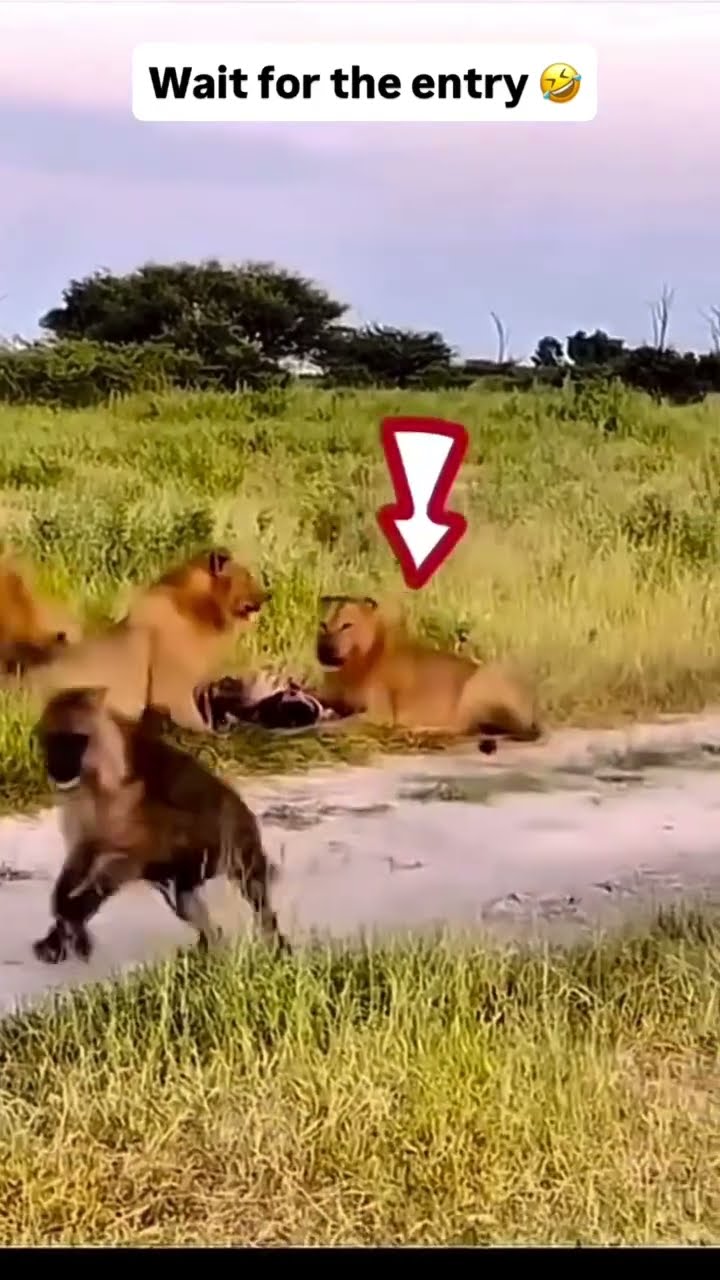 😅Funny Caption வீடியோ மீம்ஸ்📱 - ShareChat