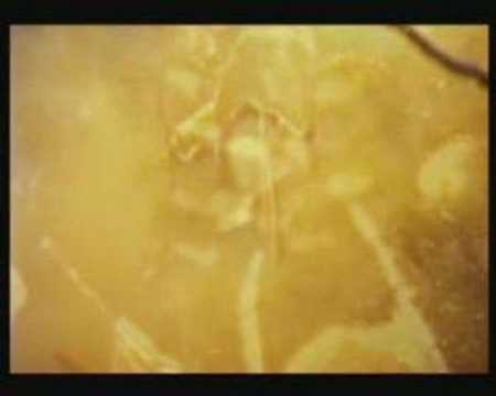 Sopor Aeternus - And Bringer Of Sadness bekijken op YouTube