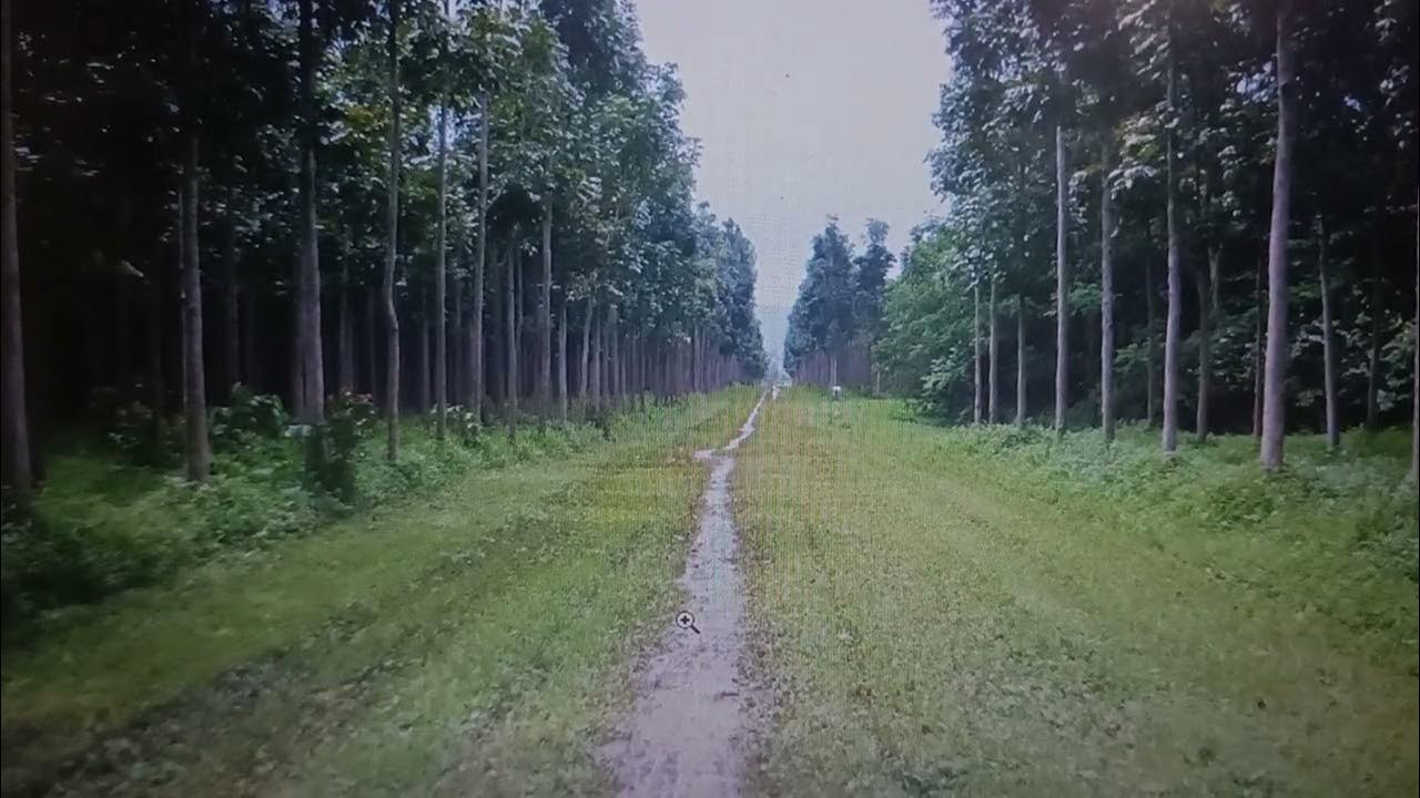 mahogany tree price after 10 years YouTube