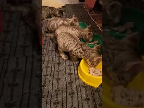 Video: Mačke Devon Rex: Potomci Vilinskih Vilenjaka