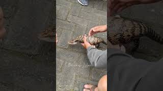 Apakah Ini Buaya Atau Kadal buaya kadal cfd reptiles shorts