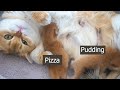 Youtube Thumbnail title