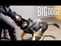 Training £100K Protection Dogs For A-List Influencers | BIG DOGZ