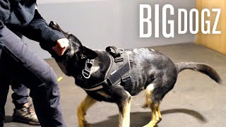 Training £100K Protection Dogs For AList Influencers | BIG DOGZ