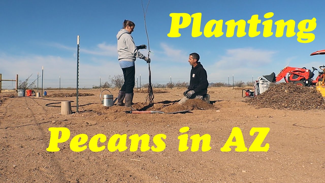 Planting Bare Root Trees Growing Pecan Trees in AZ YouTube