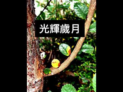 光輝歲月 PR版。向家駒致敬！