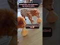 contest 🤣 #pets #followers #shorts #reels #goodvibes #animals #ForEntertainmentPurposesOnly