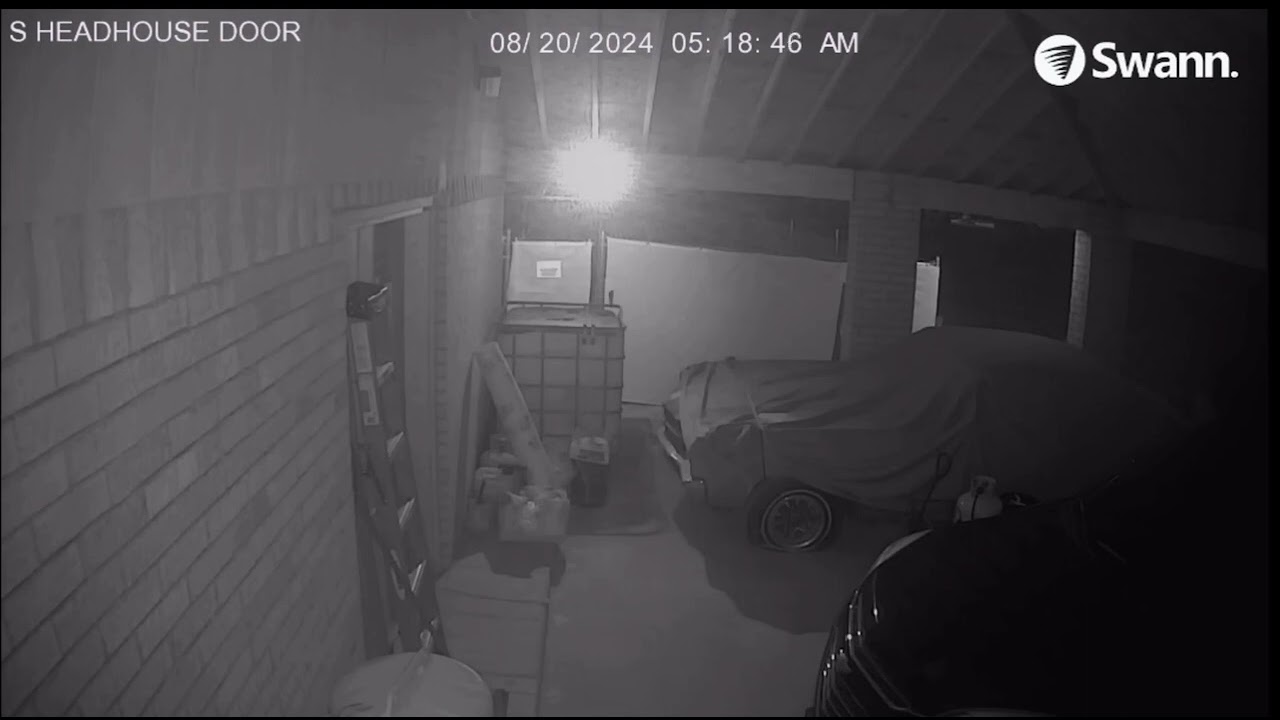 Live bats flying around my house