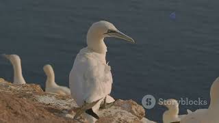 Europe's Coastal Treasures: Exploring Seabird Colonies #animal2024 #wildlife