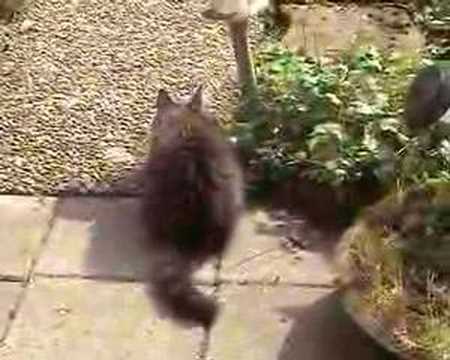 Video 11412701: maine coon water