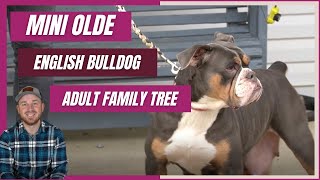 Adult Mini Olde English Family Tree