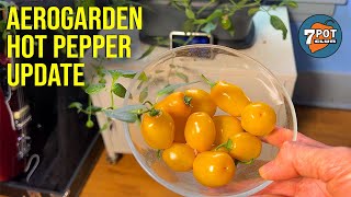 Growing AeroGarden Hot Peppers — Mini Yellow Rocoto by 7 Pot Club 5,215 views 1 year ago 7 minutes, 54 seconds