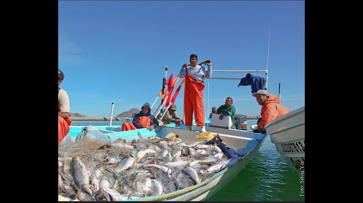 The Truth About Fishing and Harvest