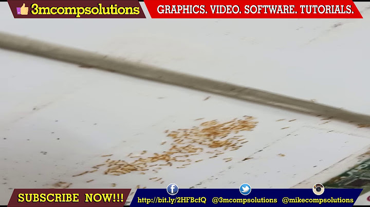 What to do if ants are in your lap top năm 2024