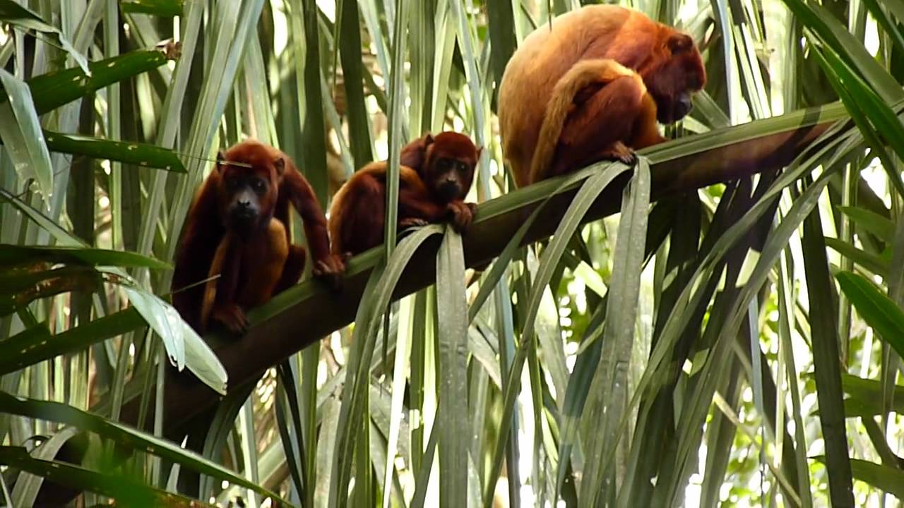 Familia de Alouatta seniculus (Trinidad - Casanare)