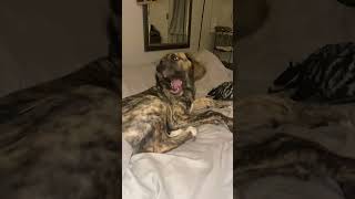 Playful Great Dane Puppy Accidentally Hits Face And Gets Confused