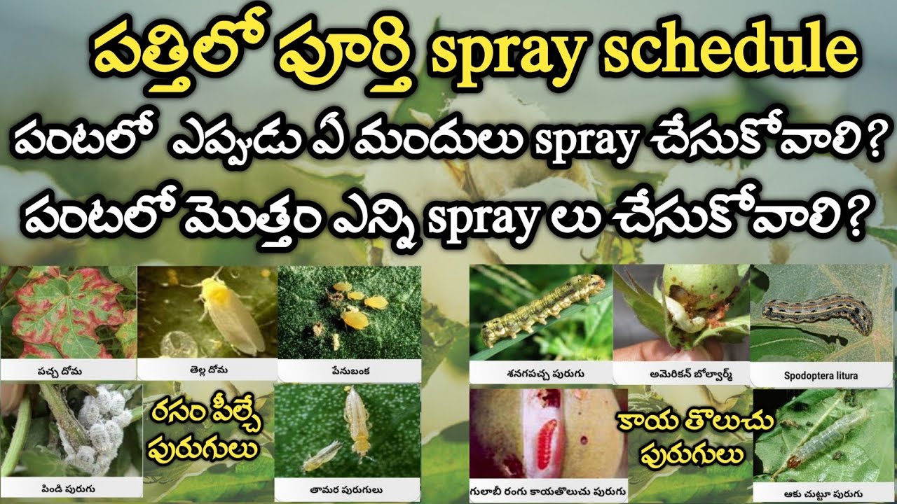 పత్తిలో మొదటి నుండి చివరి వరకు spray schedule cotton spray schedule