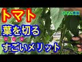 【トマトの葉欠き】トマトの葉欠き、摘葉の意外な効果について解説します。トマトの実がなりにくい方、是非みて下さい。