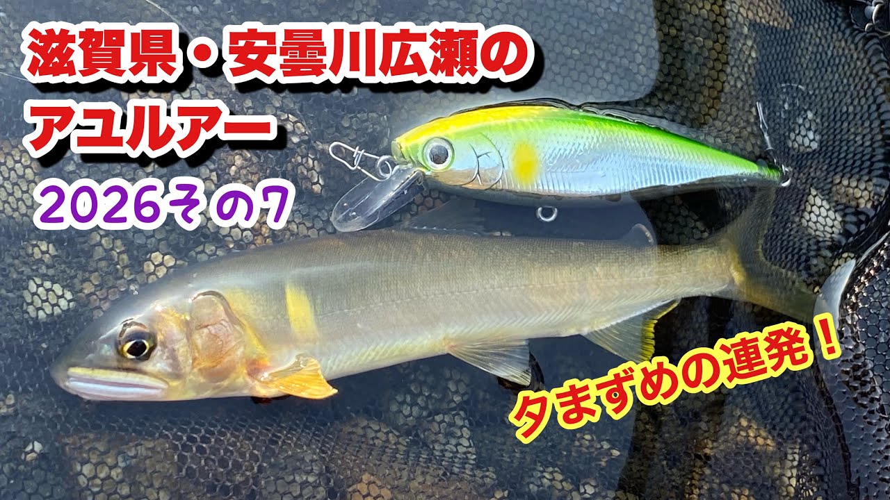 Feeding Frenzy at Dusk!] [Ayu Lure Fishing] Ayu Lure Fishing in