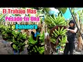 Explotación De Personas En Las Bananeras De Guatemala// Mira Porque 😱