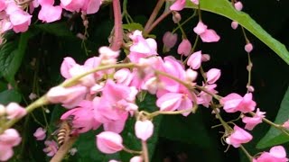 Download Lagu Stek Batang Bunga AMP Air Mata Pengantin | Pemilihan Batang Untuk Stek | Grafting Part 1 MP3