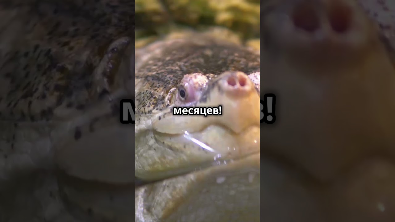 Как черепахи дышат попой? 🐢😲