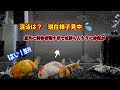 【金魚】50cm水槽 中国産 ライオンヘッド丹頂混泳成功か？赤班病も出ちゃいました。