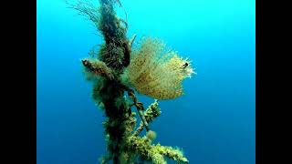 spirografi sulla gomena 3
