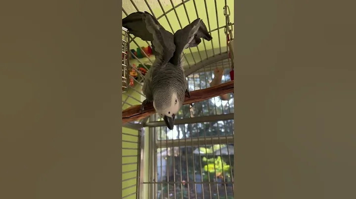 Apollo’s Grumpy This Morning 😡