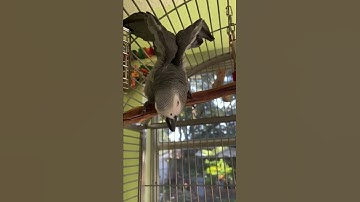 Apollo’s Grumpy This Morning 😡