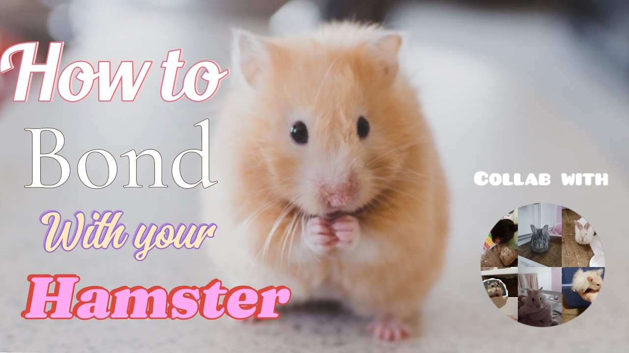 How To Bond With Your Hamster🐹💕 Collab with @Allforpets51 - YouTube - Whimsical Hamster Hidehouses With Bond 007 Bubble Windows
