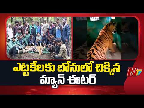 Man-Eater Tiger Caught in Maharashtra | NTV Telugu - NTVTELUGU