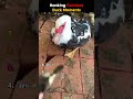 Funny duck #duck #ducksoftiktok #funnyvideos #funnyanimals #foryou