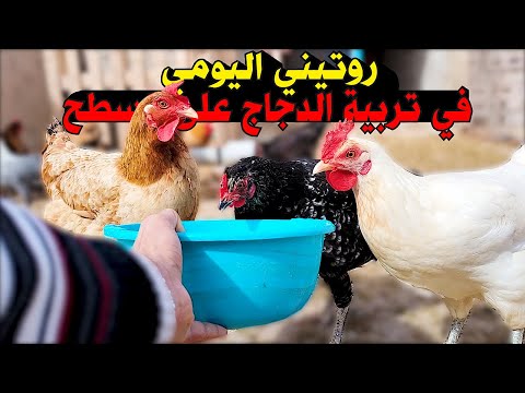 روتيني اليومي في تربية الدجاج البلدي فوق سطح المنزل نصائح و إرشادات  روتيني اليومي في تربية الدجاج البلدي فوق سطح المنزل نصائح و إرشادات