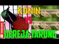 Masteran Terbaru Untuk Kicau Mania Konin Gacor Ngobra Vs Gereja Tarung Gacor Nyecret Mp3 - Mp4 Download